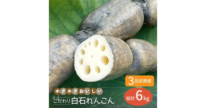 【ふるさと納税】【先行予約】【3回定期便】こだわり白石れんこん 2kg/回（総計6kg）【れんこんの家やました】レンコン 蓮根 白石町産 野菜 根菜 [IAW005]