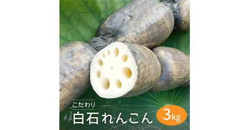 【ふるさと納税】【農家直送！】こだわり白石れんこん 3kg【れんこんの家やました】レンコン 蓮根 白石町産 野菜 根菜 [IAW006]