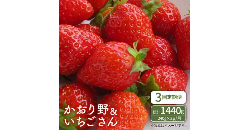 【ふるさと納税】【先行予約】【全3回定期便】赤いちご食べ比べ！かおり野＆いちごさん 定期便【StrawberryFarm-K】イチゴ 苺 赤いちご フルーツ 果物 白石町産 佐賀県産 [IBJ007]