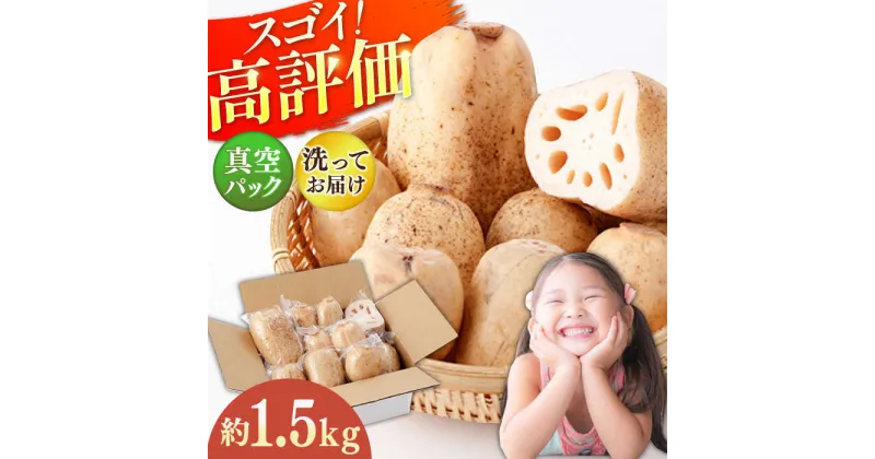 【ふるさと納税】【真空パック】リピーター続々！ 洗い れんこん 約1.5kg / 農家直送 レンコン 蓮根 小分け 佐賀県産 野菜 根菜 白石町産【和泉農園】 [ICE002]