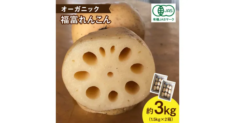 【ふるさと納税】【先行予約】【節切り】希少なオーガニック 福富れんこん 約3kg（1.5kg×2箱）【中島農園】[IBC004]