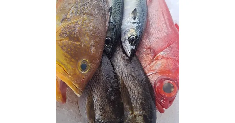 【ふるさと納税】長崎産 地元の鮮魚店 おすすめ鮮魚BOX 3kg 魚 旬 新鮮 獲れたて 海鮮 魚介類 下処理済 3枚おろし対応可 長崎市 送料無料