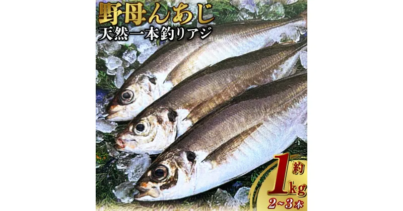 【ふるさと納税】天然一本釣りアジ【野母んあじ】 アジ 神経抜き 活き締め 刺身 さかな サカナ 焼き魚 魚介類 海産物 鮮魚 新鮮 冷蔵 長崎県 長崎市 送料無料