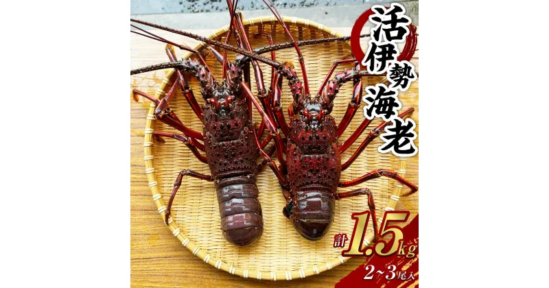 【ふるさと納税】活伊勢海老 1.5kg 伊勢エビ イセエビ 海老 海鮮 刺身 魚介類 新鮮 活 エビ 天然 冷蔵 九州 長崎県 長崎市 送料無料【2024年9月下旬発送開始予定】