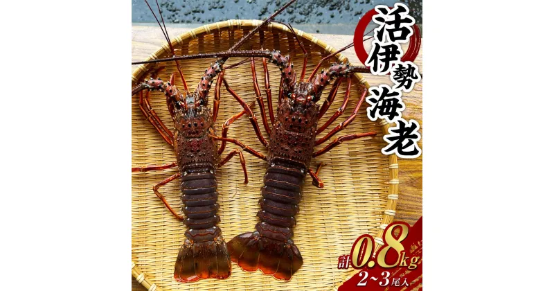 【ふるさと納税】活伊勢海老 0.8kg 2~3尾入り 伊勢エビ イセエビ 海老 海鮮 刺身 魚介類 新鮮 活 エビ 天然 冷蔵 九州 長崎県 長崎市 送料無料【2024年9月下旬発送開始予定】