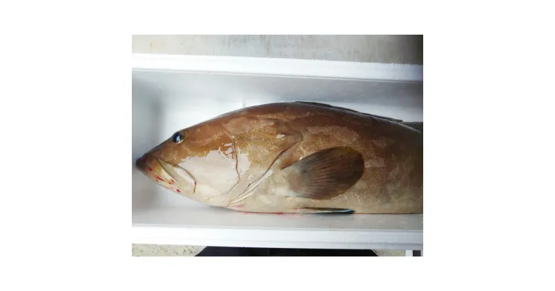 【ふるさと納税】丸ごと1匹お届け!長崎近海 天然アラ（クエ） 2kg台（2.2~2.8kg/4~5人前） くえ あら 高級魚 魚介類 鮮魚 水産物 刺身 鍋料理 家族向け 冷蔵 長崎県産 国産 九州 長崎県 長崎市 送料無料